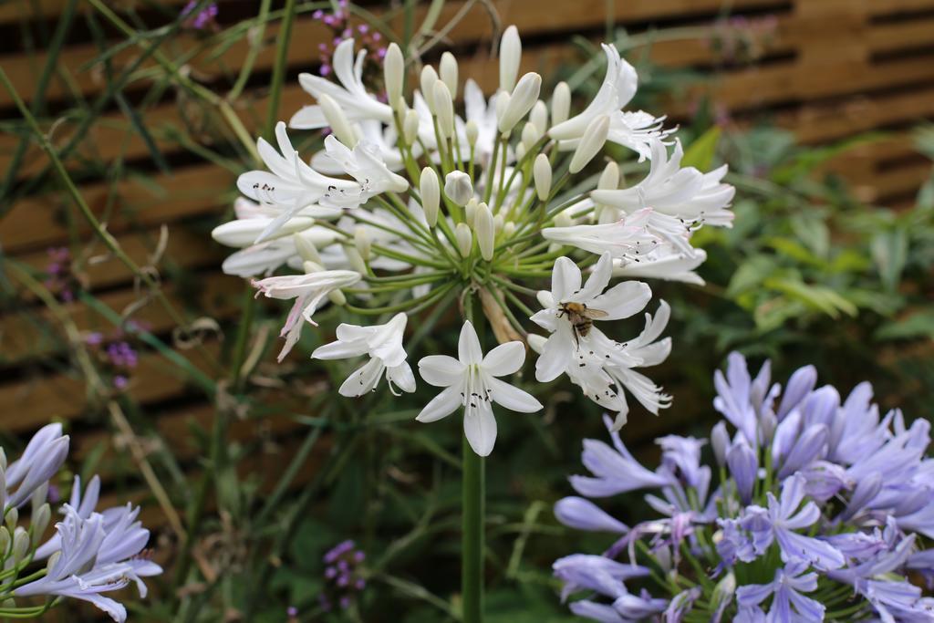 Shoreditch 1 With Garden London Bilik gambar